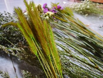 Close-up of plants growing on field