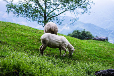 Sheep grazing in a field