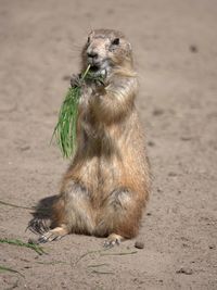 Prairie dog eating food on sand