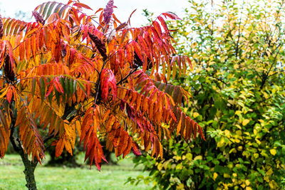 Close-up of autumn leaves on tree