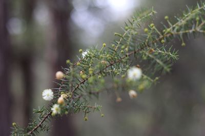 Close-up of fresh green plant