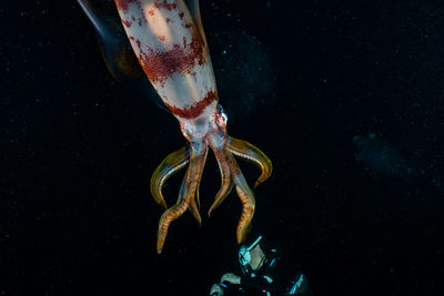 Close-up of jellyfish swimming in sea