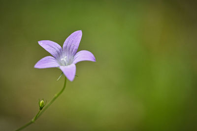 Close-up of purple flowering plant