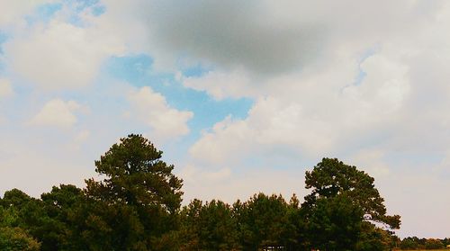 Low angle view of trees against cloudy sky