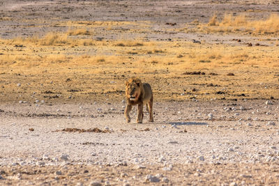 Lion walking on field
