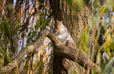 Squirrel sitting on a branch eating