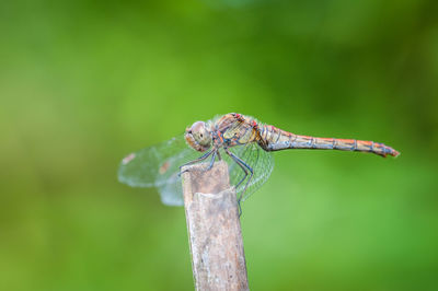 Close-up of dragonfly on wood