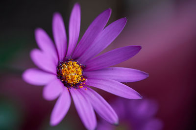 Close-up of purple flower