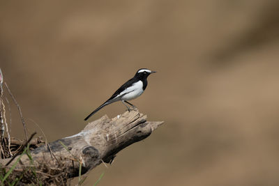 Close-up of bird perching on branch