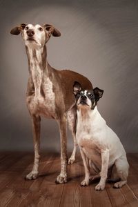 Portrait of dog standing on wooden floor