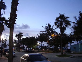 Cars on road by palm trees against sky in city