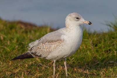 Close-up of seagull perching on a land
