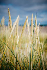 Close-up of grass growing at beach