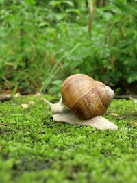 Close-up of snail on grass