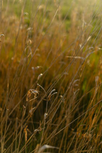 Close-up of crops growing on field