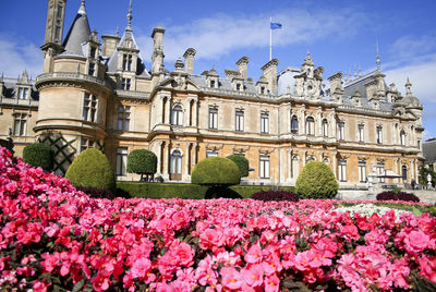 View of pink flowers in garden