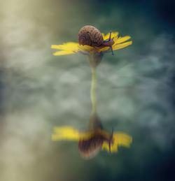 Close-up of honey bee on yellow flower