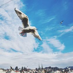 Low angle view of birds flying against sky