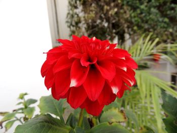 Close-up of red flower