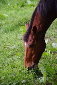 Horse grazing in a field