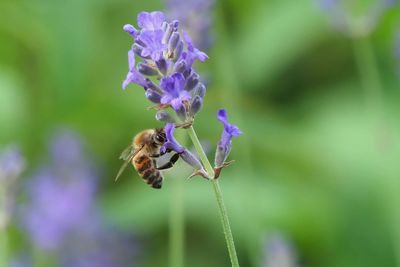 Close-up of bee pollinating on flower