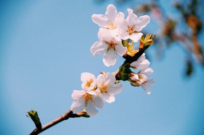 Low angle view of white flowers blooming on tree