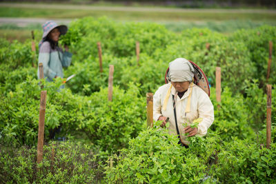 Farmers working at farm