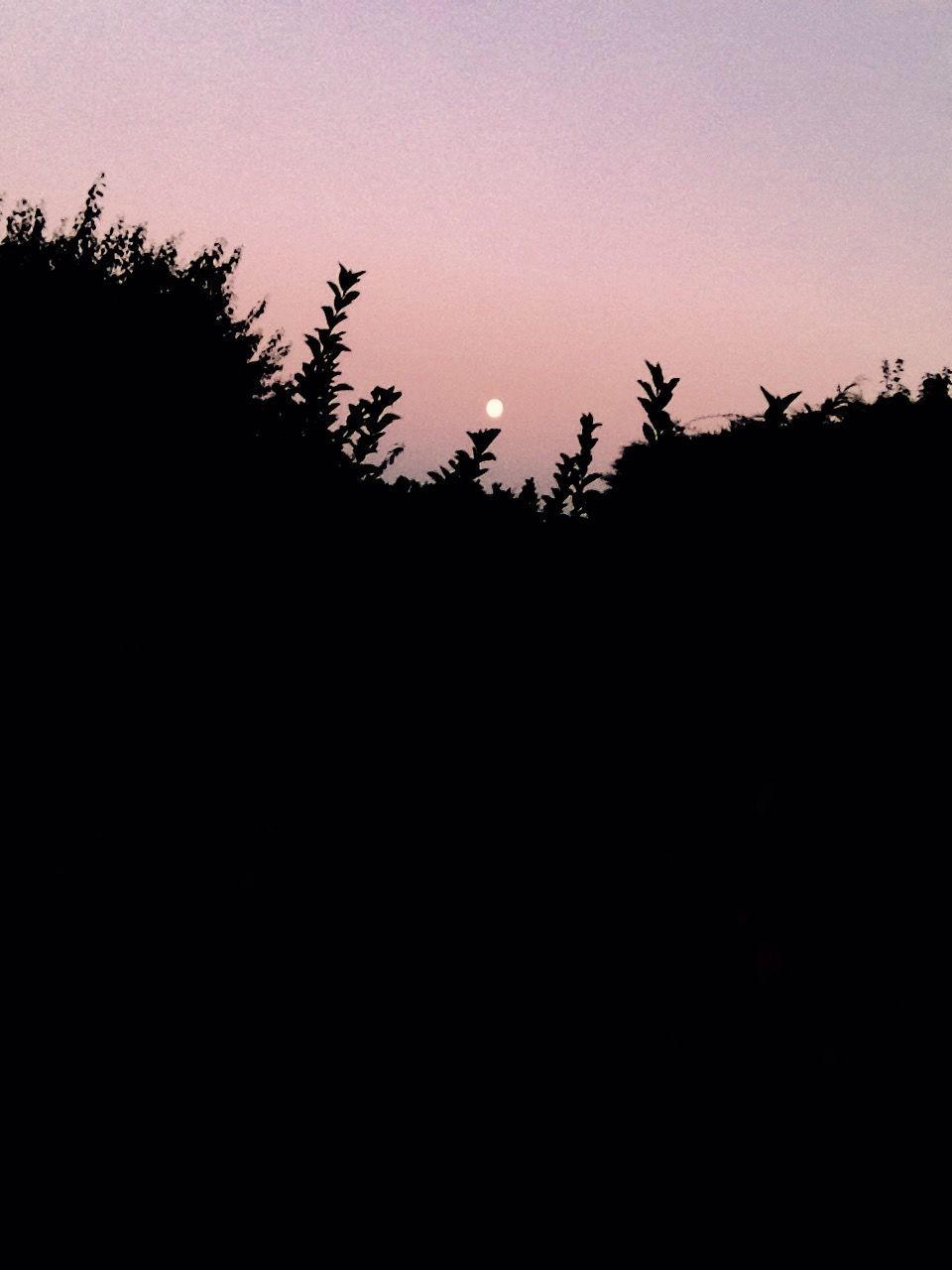 clear sky, copy space, silhouette, nature, tranquility, growth, beauty in nature, tranquil scene, tree, low angle view, plant, scenics, sky, no people, outdoors, dusk, sunset, idyllic, dark, field