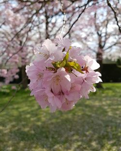 Close-up of cherry blossoms in spring