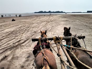 View of horse cart on sand