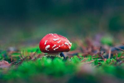 Close-up of fly agaric mushroom growing on field