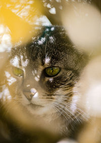 Close-up portrait of a cat