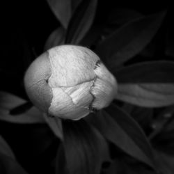 Close-up of flowers blooming