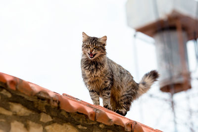 Low angle view of cat on roof against sky