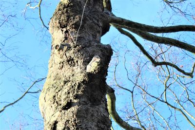 Low angle view of bare tree against clear blue sky