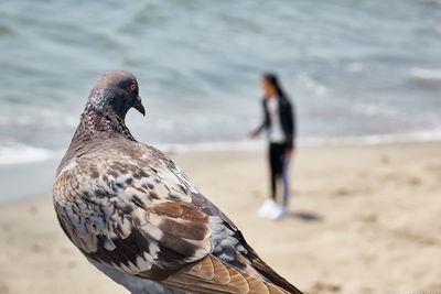 Close-up of pigeon with woman standing in background