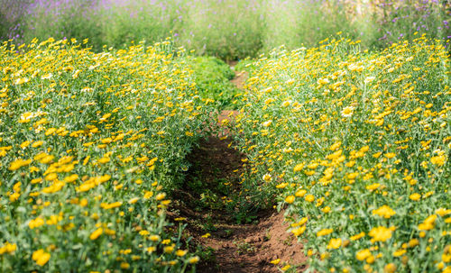 Close-up of yellow flowering plants on field