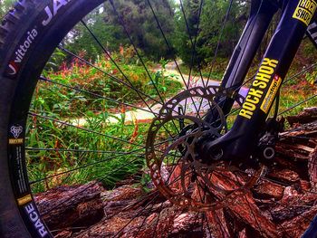 Low section of bicycle by trees in forest