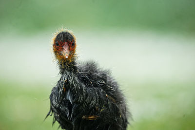 Close-up of bird