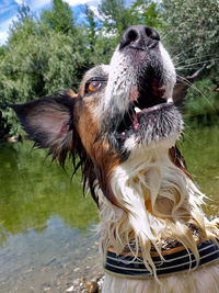Close-up of dog against lake