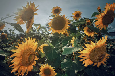 Close-up of sunflower on plant