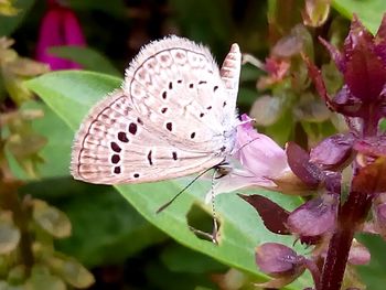 Close-up of butterfly on flower