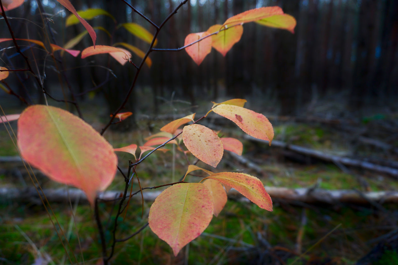 CLOSE-UP OF ORANGE LEAVES ON LAND