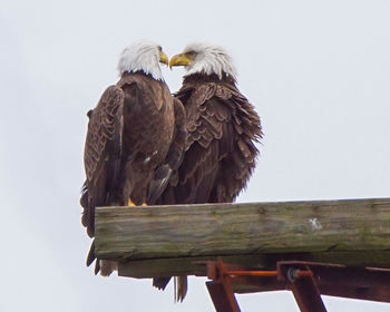 Low angle view of bald eagles touching beaks while perching on wood