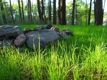 View of trees in forest