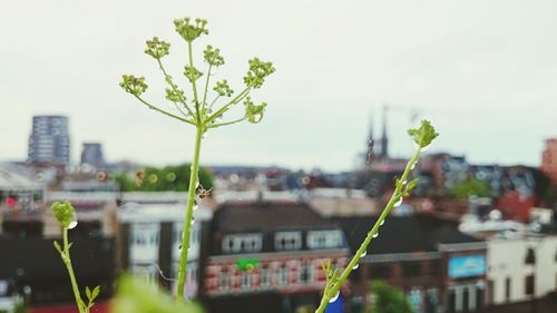 Close-up of plants in city