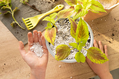 Mixing perlite granules with soil. process of planting for houseplant coleus.