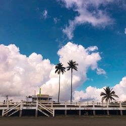 Low angle view of palm trees against sky