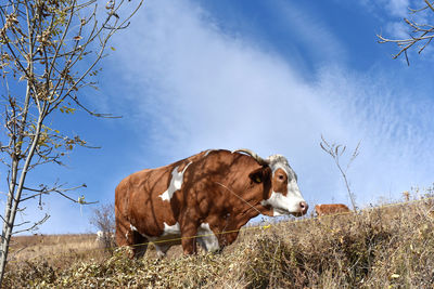 Side view of cow standing on field against sky