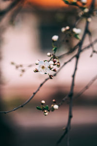 Close-up of raindrops on plant